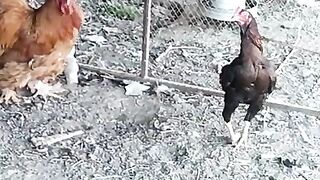 Ok i am called a hen