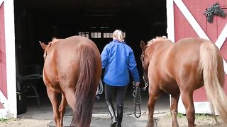 Good horse