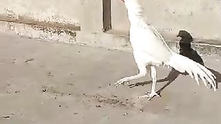 I am called a rooster