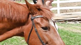 Good horse