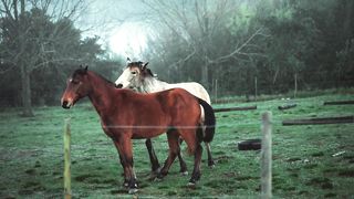 Good horse
