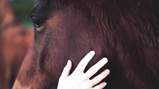 Good horse