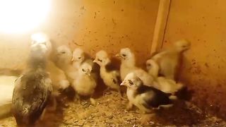 We are a family of hens