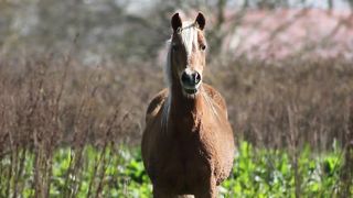 Good horse