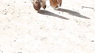 We are roosters