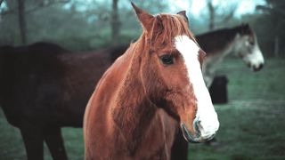 Good horse