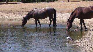 Good horse