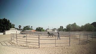 Good horse