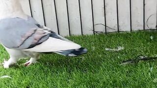 The kabootar ll pigeon