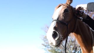 Good horse