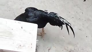 Do not let me near the electricity
