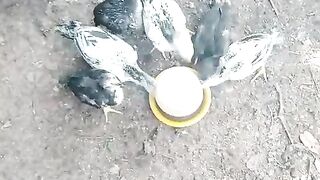 The chicken ll chicken are beautiful