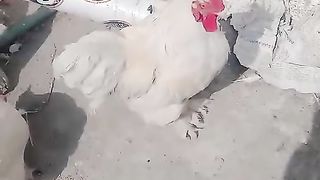 We drink from this pot and eat from this one