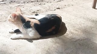 Cat ang the other cat