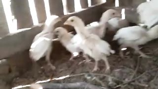 Aseel white Hira chicks