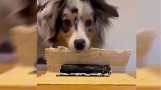 Dog trained to make rolls