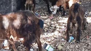 Goat eating leaf