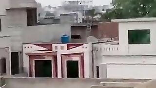 Beautiful Laka Kabootar _ Rana Pigeon Cornor.
