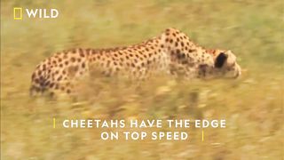 Cheetah chases a Gazelle | Subscribe to Gwynplaine for more amazing animal videos
