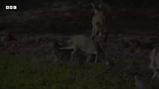 Crocodile Attack at the Watering Hole | Planet Earth III | BBC Earth
