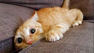 Memes are cat
