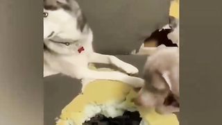 Memes of cats