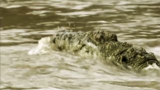 The Moment Zebras Defeat Crocodiles