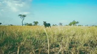 Warthogs Displaying Unexpected Dominance over Lions