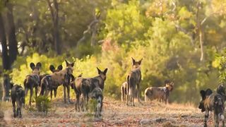 Unbelievable Escape from Wild Dogs Turns into a Nightmare!
