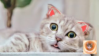Memes are cats ????????????