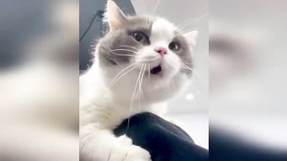 Memes to cats!!! #memes #cats