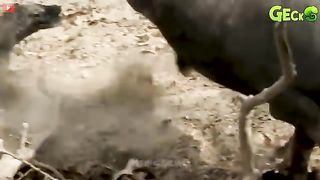 30 Moment the Lion Gets A Bitter End d For Dare to  challenge the komodo Dragon, Animal fight