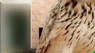 Amazing funny animal
