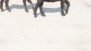 Top quality goats for sale in Pakistan