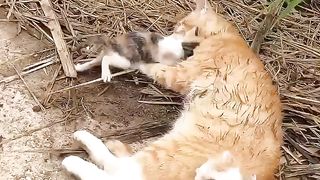 To live, do not turn off the other, even if it is an animal