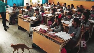 Бездомный кот каждый день приходил в школу
