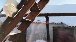 Вот так без проблем Снежок приходит домой с улицы ???? Ответ на предыдущее видео