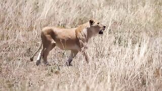 __Pride_of_lions_hunting_