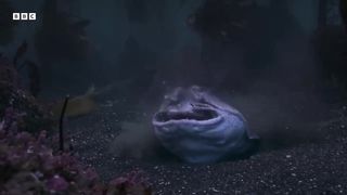 Horn Shark Escapes Being Eaten Alive | Planet Earth III | BBC Earth