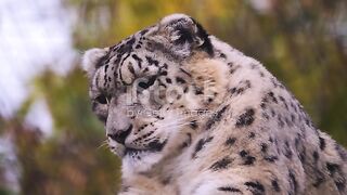 Close view of a female Snow leopard