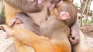 Mother also drinks her own milk