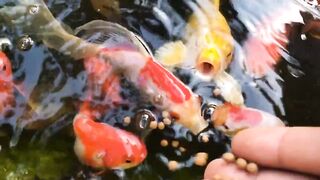 #nutare koi
