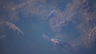#nutare koi