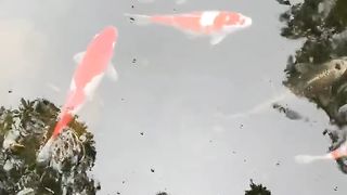#nutare koi