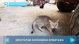 Главный музей Петербурга охраняют коты.