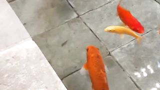 #nutare koi