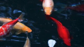 #nutare koi