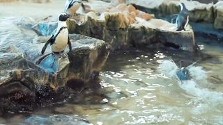#nutare penguin