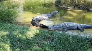 #nutare crocodile