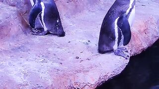 penguin